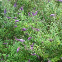 Buddleia